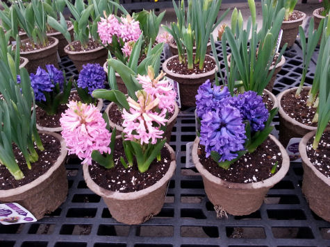 Hyacinths like these pink and purple ones, are grown from bulbs and are strongly fragrant.
