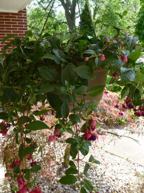 Hanging fuchsia plant