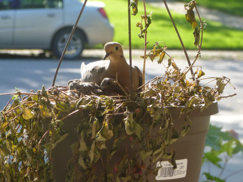 "Daddy" with hatchlings