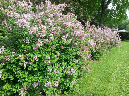 I think these are lilacs -- the scent is intoxicating!