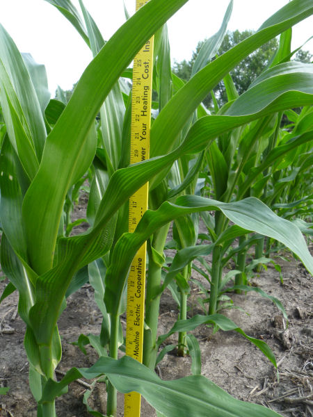 Corn beside yardstick