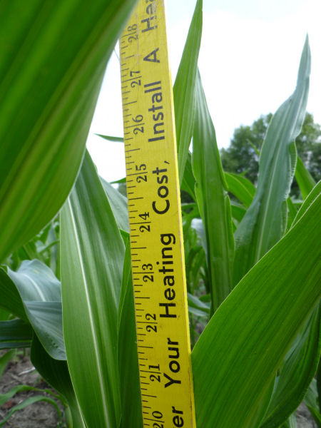 Closeup of corn measurement