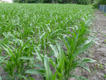 Corn plants growing in rows