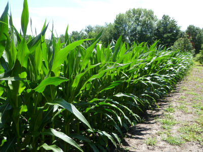 Cornfield, June 21, 2014