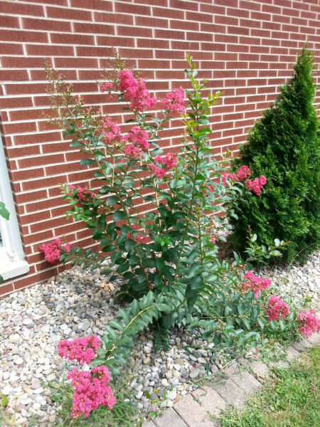 Crepe Myrtle, 2014