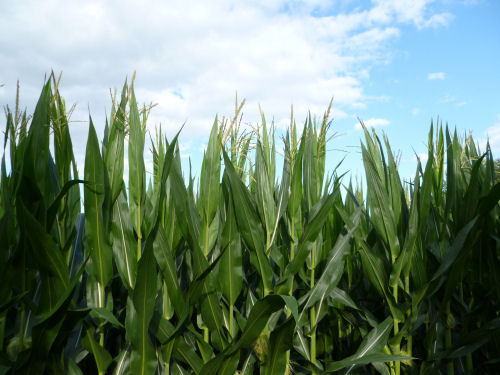 Corn, July 3, 2014