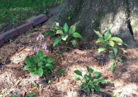 "Garden" of Hostas beneath tall tree