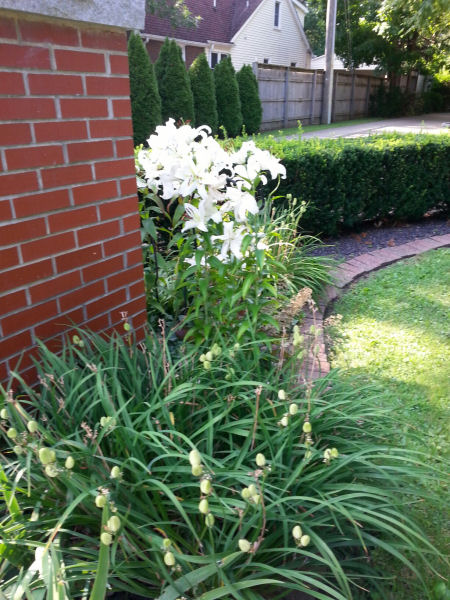Profusion of white lilies