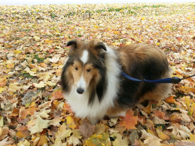 Dallas didn't want to pose in this pile of leaves and refused to look at the camera