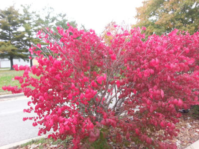 I think this is called a Fire Bush