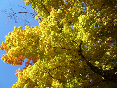Golden leaves against a blue sky