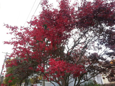 Japanese maple turning crimson