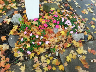 These Impatiens are wearing a coat of leaves