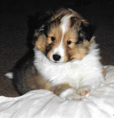 Dallas at 6 1/2 weeks, before I even brought him home