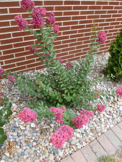 Crepe myrtle in bloom during the summer