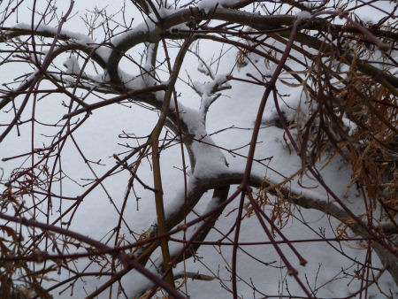 Japanese maple branches covered in snow