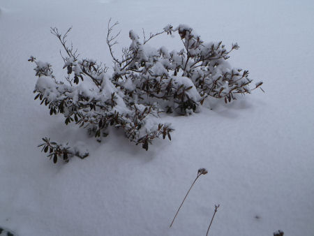 Snowy bush