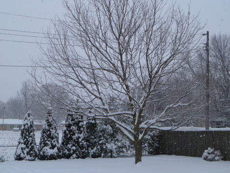 Snow-filled back yard