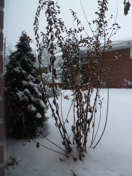 Snowy crepe myrtle