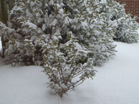 Snow-covered holly