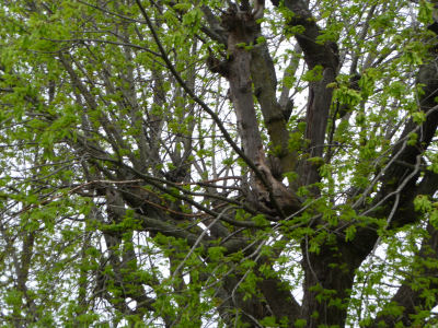 Those aren't leaves, my friends -- they're seed pods (filled with pollen, I'll bet!)