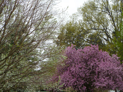 Flowering trees -- pretty to look at, but Ah-Choo!!