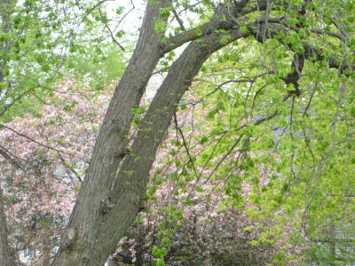 More seed pods; more flowering trees