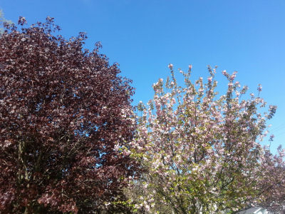 Not sure what these trees are, but I thought they looked pretty against the blue sky.