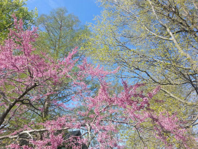 Redbud, an early bloomer, makes a heart-shaped leaf after these delicate flowers fall off.