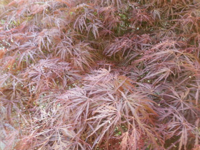 The graceful Japanese maple
