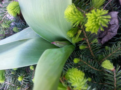 Here's the progress on the tulip I showed you before (https://domermom.com/2015/04/11/finding-shelter/). Still hasn't bloomed, grrr!