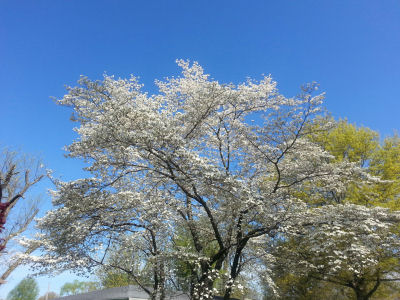 Flowering white dogwood