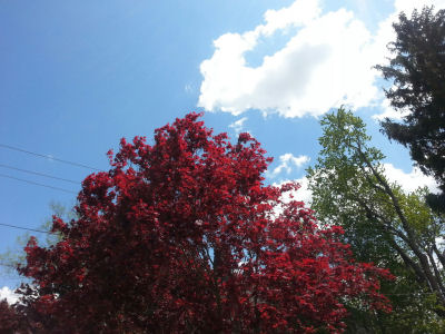Crimson tree against partly cloudy sky