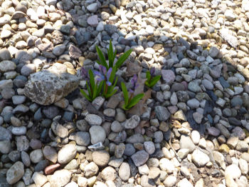 Hyacinths emerging from a long winter's nap.