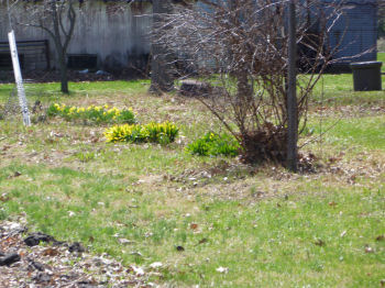 Daffodils opening to greet the sunshine.