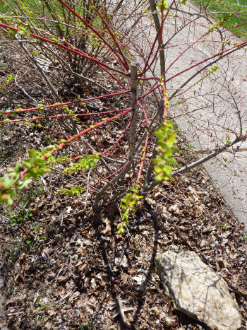 A bush just starting to leaf out.