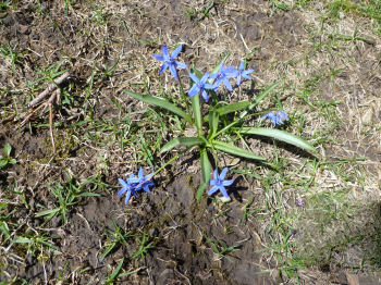 No clue what this is, but I like the blue color!