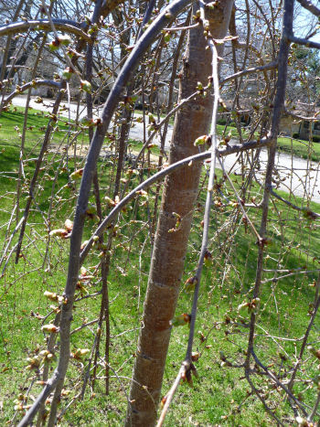 A weeping cherry that soon will be covered in delicate white blossoms.