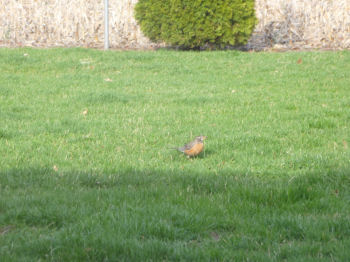 Last but not least -- everybody's favorite sign of Spring -- the robins are back!