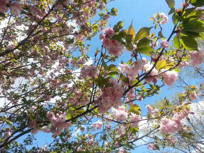 Some kind of cherry tree, I think (if you know better, please educate me!)