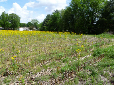 Even a field of yellow weeds can be pretty!