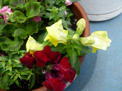Pale yellow snapdragons