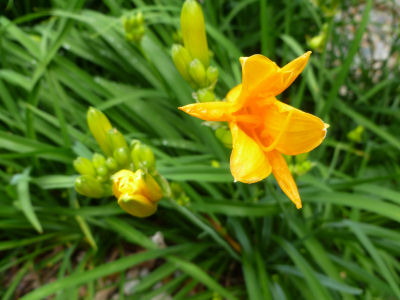 Golden yellow lillies