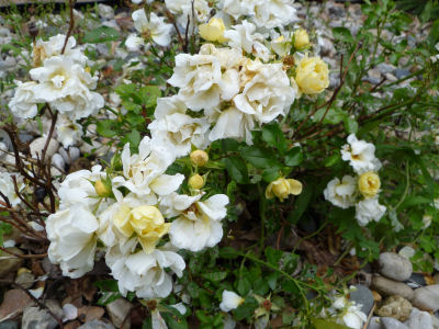 This "popcorn rose" features white and yellow blossoms.