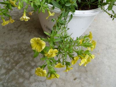Not sure what this is called, but I like its pale yellow flowers.