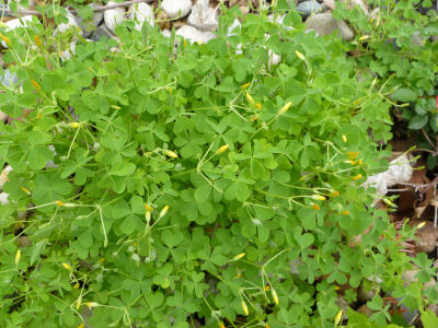 Some variety of clover, I guess. Who knew it would make yellow flowers?