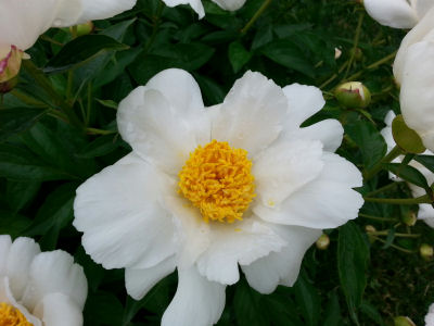 This peony's yellow centerpiece is most striking.