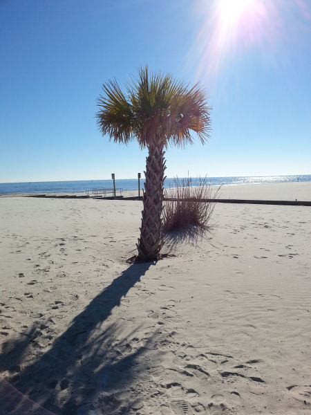 beach_palm