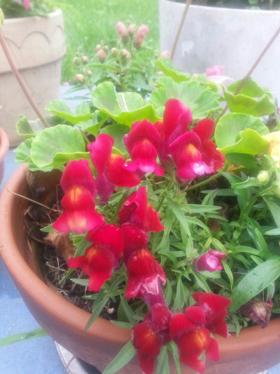 Crimson Snapdragons