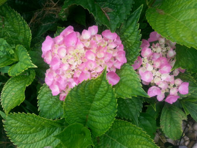 Pink Hydrangea